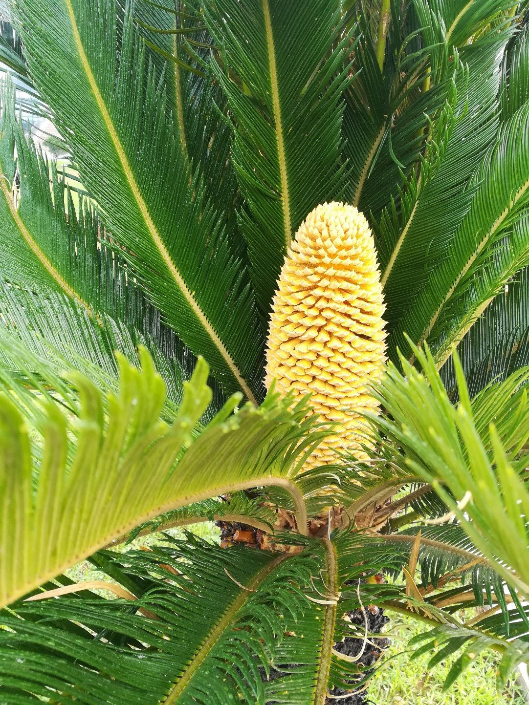 潍坊临朐不敌天津荷兰花，遭遇失利
