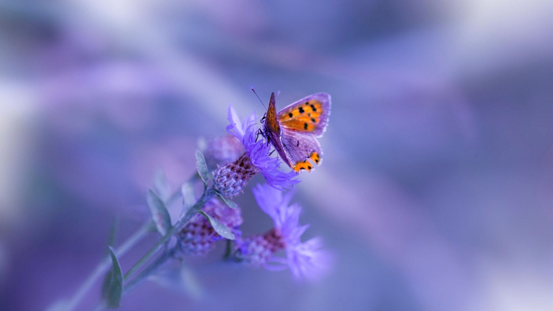 久保建英的魔法与喀麦隆的钢铁意志,当艺术足球遭遇硬仗哲学